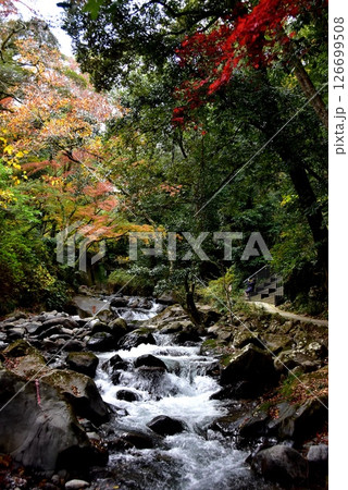 湯河原町　万葉公園湯河原惣湯の千歳川と紅葉と川の道 126699508
