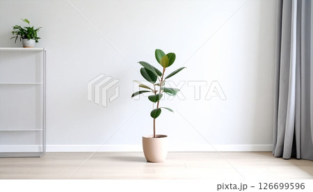 A rubber plant in a clay pot in the room A rubber plant in a clay pot in the room 126699596