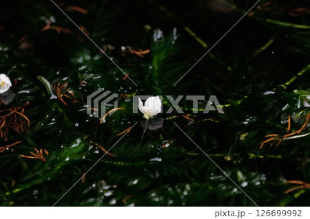港の水場で咲く、美しい水草のオオカナダモの花。 ヒリゾ浜中木南伊豆町伊豆半島静岡県2024 港の水場で咲く、美しい水草のオオカナダモの花。 ヒリゾ浜中木南伊豆町伊豆半島静岡県2024 126699992