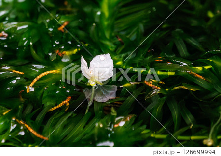 港の水場で咲く、美しい水草のオオカナダモの花。 ヒリゾ浜中木南伊豆町伊豆半島静岡県2024 港の水場で咲く、美しい水草のオオカナダモの花。 ヒリゾ浜中木南伊豆町伊豆半島静岡県2024 126699994
