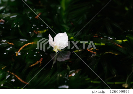港の水場で咲く、美しい水草のオオカナダモの花。 ヒリゾ浜中木南伊豆町伊豆半島静岡県2024 126699995