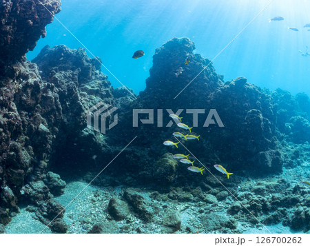 美しいアカヒメジ、ホウライヒメジ（ヒメジ科）他の群れ。 ヒリゾ浜中木南伊豆町伊豆半島静岡県2024 126700262