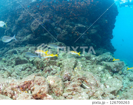 美しいアカヒメジ、ホウライヒメジ（ヒメジ科）他の群れ。 ヒリゾ浜中木南伊豆町伊豆半島静岡県2024 126700263