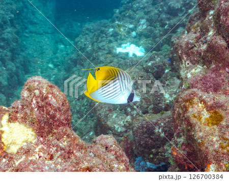 トゲチョウチョウウオ成魚、アカヒメジ、ホウライヒメジ他の群れ。 ヒリゾ浜中木南伊豆町伊豆半島静岡県 126700384