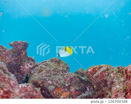 トゲチョウチョウウオ成魚、アカヒメジ、ホウライヒメジ他の群れ。 ヒリゾ浜中木南伊豆町伊豆半島静岡県 トゲチョウチョウウオ成魚、アカヒメジ、ホウライヒメジ他の群れ。 ヒリゾ浜中木南伊豆町伊豆半島静岡県 126700386