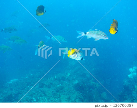 トゲチョウチョウウオ成魚、アカヒメジ、ホウライヒメジ他の群れ。 ヒリゾ浜中木南伊豆町伊豆半島静岡県 126700387