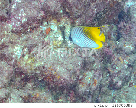 トゲチョウチョウウオ成魚、アカヒメジ、ホウライヒメジ他の群れ。 ヒリゾ浜中木南伊豆町伊豆半島静岡県 トゲチョウチョウウオ成魚、アカヒメジ、ホウライヒメジ他の群れ。 ヒリゾ浜中木南伊豆町伊豆半島静岡県 126700395
