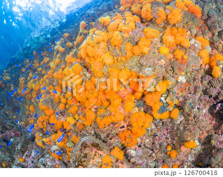 岩場に集まる美しいオヤビッチャ、ソラスズメダイ他の群れ。ヒリゾ浜中木南伊豆町伊豆半島静岡県2024 岩場に集まる美しいオヤビッチャ、ソラスズメダイ他の群れ。ヒリゾ浜中木南伊豆町伊豆半島静岡県2024 126700418