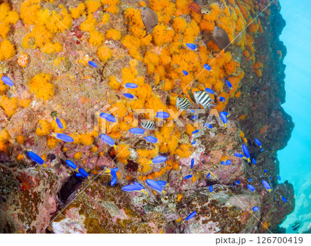 岩場に集まる美しいオヤビッチャ、ソラスズメダイ他の群れ。ヒリゾ浜中木南伊豆町伊豆半島静岡県2024 126700419