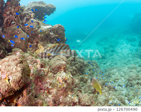 タカノハダイ、ソラスズメダイ他の群れ ヒリゾ浜中木南伊豆町伊豆半島静岡県2024 タカノハダイ、ソラスズメダイ他の群れ ヒリゾ浜中木南伊豆町伊豆半島静岡県2024 126700490