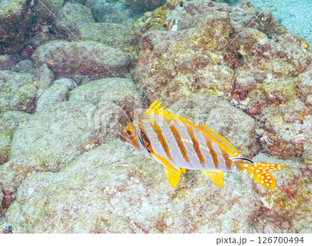 タカノハダイ、ソラスズメダイ他の群れ ヒリゾ浜中木南伊豆町伊豆半島静岡県2024 126700494