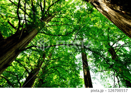 善福寺公園 ラクウショウ 並木道 善福寺公園 ラクウショウ 並木道 126700557