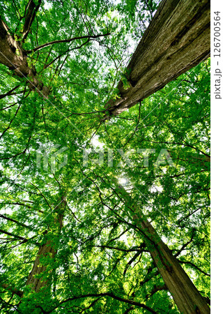 善福寺公園　ラクウショウ　並木道 126700564