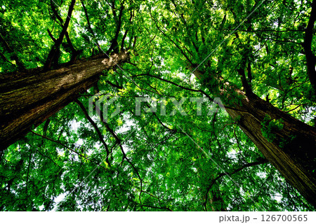 善福寺公園　ラクウショウ　並木道 126700565