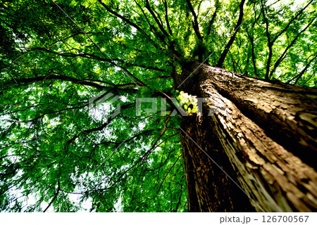 善福寺公園　ラクウショウ　並木道 126700567