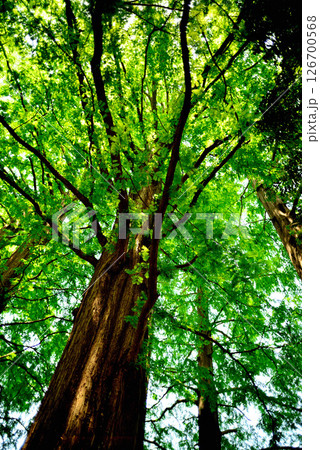 善福寺公園 ラクウショウ 並木道 善福寺公園 ラクウショウ 並木道 126700568