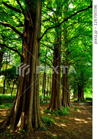善福寺公園 ラクウショウ 並木道 善福寺公園 ラクウショウ 並木道 126700596