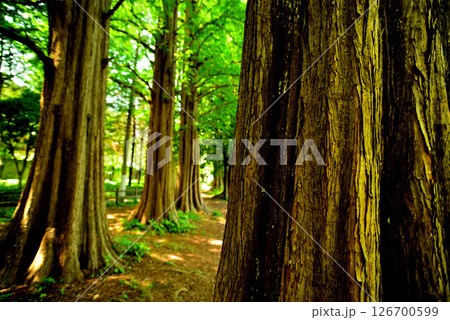 善福寺公園 ラクウショウ 並木道 善福寺公園 ラクウショウ 並木道 126700599