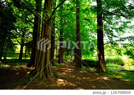 善福寺公園　ラクウショウ　並木道 126700600