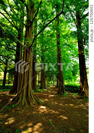 善福寺公園　ラクウショウ　並木道 126700602