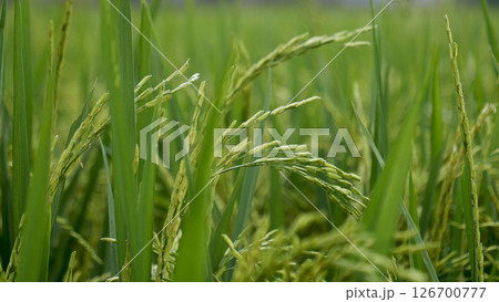 Rice Field Green agriculture ecosystem Asian rice paddy field Vietnam green farm. Harvest agriculture planting cultivation golden green rice terraces in organic farm with tropical natural sunrise. 126700777
