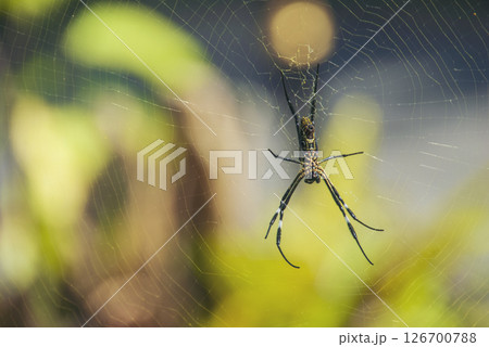Banner Spider web poisonous animal beauty in nature with copy space. Panorama Black spider netting silk web spiral in sunlight summer vibrant color. Poison animal wildlife green nature backgrounds 126700788