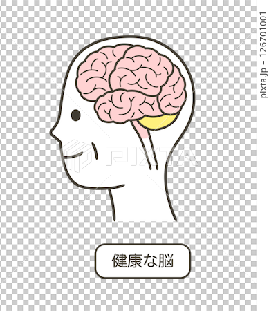健康老年人大腦的簡單圖示 126701001