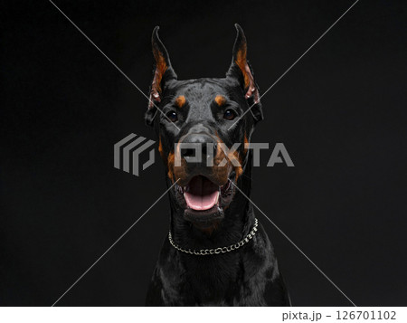 ドーベルマン　AI生成画像  126701102