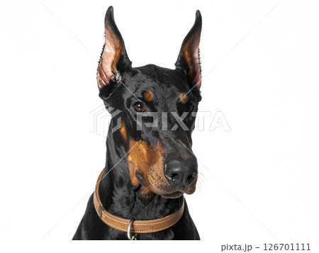 ドーベルマン　AI生成画像  126701111