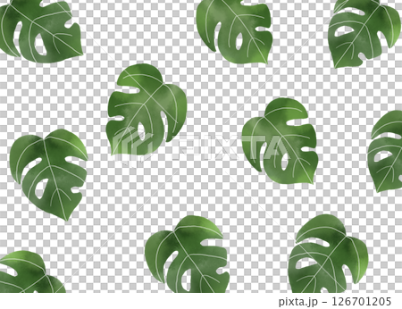 Monstera watercolor background illustration Monstera watercolor background illustration 126701205