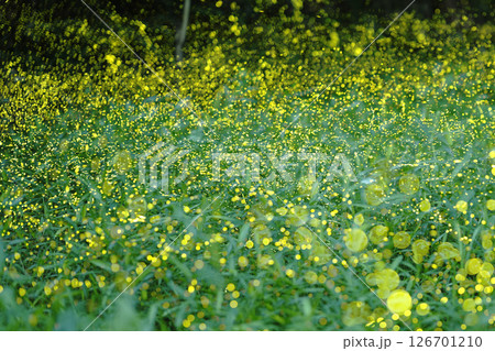 森に咲く小さな星 ヒメボタルの光　 126701210