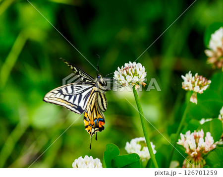シロツメクサの花に飛んできたアゲハチョウ シロツメクサの花に飛んできたアゲハチョウ 126701259