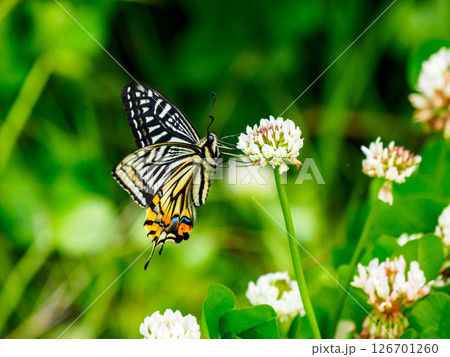 シロツメクサの花に飛んできたアゲハチョウ 126701260