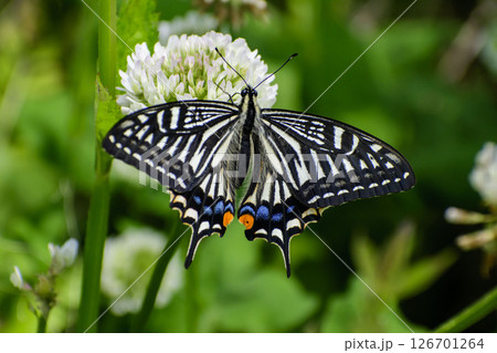 シロツメクサの花に飛んできたアゲハチョウ シロツメクサの花に飛んできたアゲハチョウ 126701264
