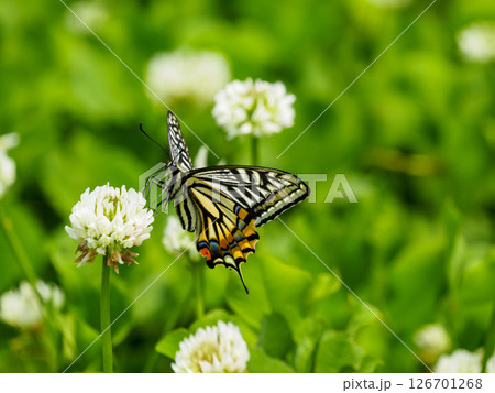 シロツメクサの花に飛んできたアゲハチョウ シロツメクサの花に飛んできたアゲハチョウ 126701268
