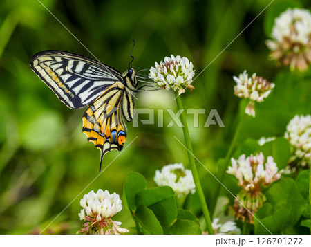 シロツメクサの花に飛んできたアゲハチョウ 126701272