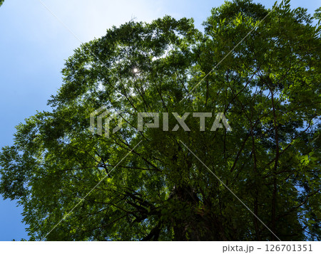 群馬県太田市金山城跡 126701351