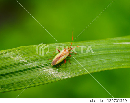稲の害虫であるアカスジカスミカメ 126701359