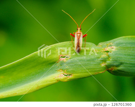 稲の害虫であるアカスジカスミカメ 稲の害虫であるアカスジカスミカメ 126701360