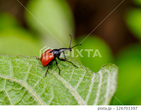 葉の上にいるアシナガオトシブミ 126701397
