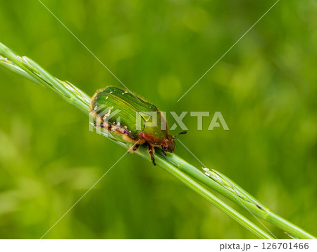 草の上に居るコアオハナムグリ 126701466