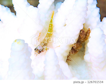 サンゴの白化現象と美しいヨゴレヘビギンポの幼魚。 ヒリゾ浜中木南伊豆町伊豆半島静岡県2024 126701534