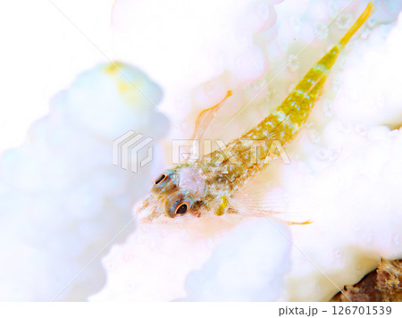 サンゴの白化現象と美しいヨゴレヘビギンポの幼魚。 ヒリゾ浜中木南伊豆町伊豆半島静岡県2024 126701539
