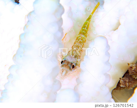 サンゴの白化現象と美しいヨゴレヘビギンポの幼魚。 ヒリゾ浜中木南伊豆町伊豆半島静岡県2024 126701542