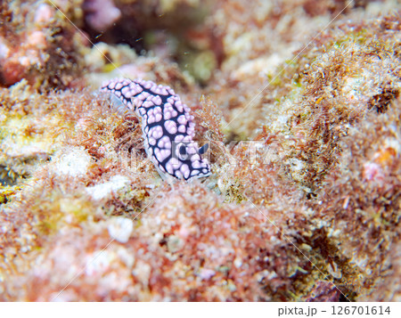 美しいツブツブコイボウミウシ（イボウミウシ科）。 ヒリゾ浜中木南伊豆町伊豆半島静岡県2024 126701614