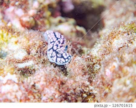 美しいツブツブコイボウミウシ（イボウミウシ科）。 ヒリゾ浜中木南伊豆町伊豆半島静岡県2024 126701615
