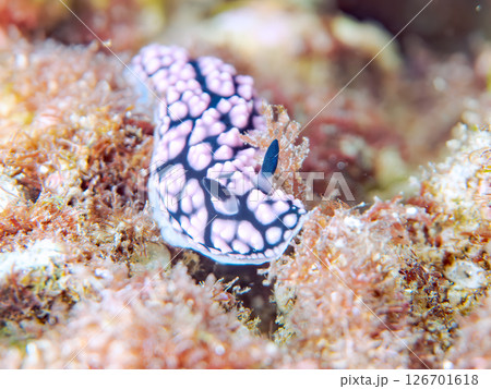 美しいツブツブコイボウミウシ(イボウミウシ科)。 ヒリゾ浜中木南伊豆町伊豆半島静岡県2024 美しいツブツブコイボウミウシ(イボウミウシ科)。 ヒリゾ浜中木南伊豆町伊豆半島静岡県2024 126701618
