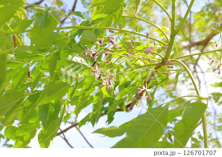 栴檀の木 花 青空 栴檀の木 花 青空 126701707