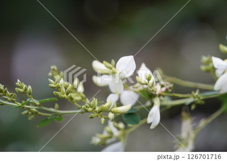 白い萩の花 126701716
