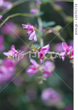 赤い萩の花 126701718